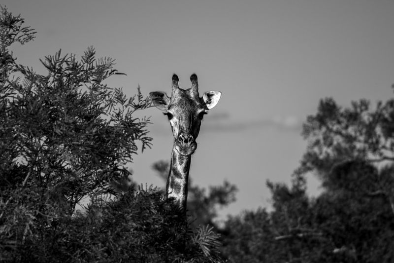 Black and white photo of a giraffe looking over the trees